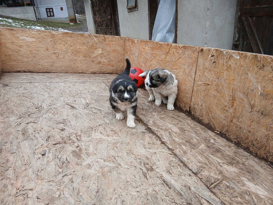 Ciobănesc de bucovina