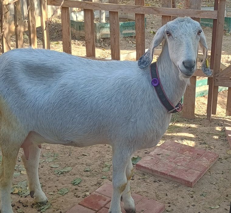 Коза с двумя козочками