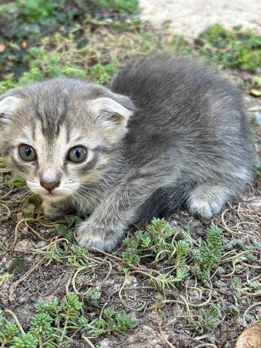 Вислоухие котята