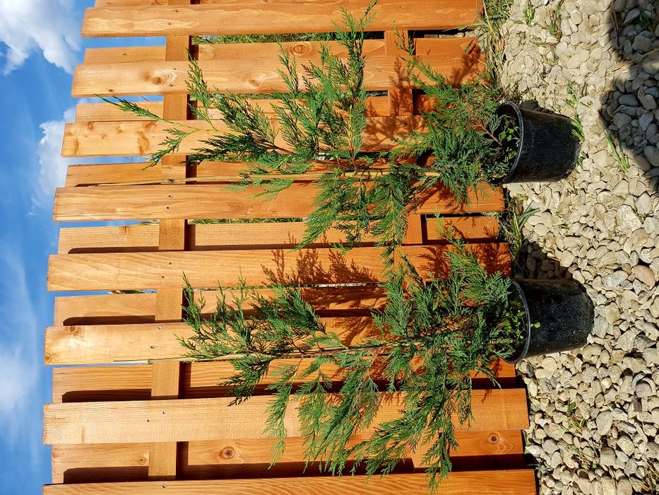 Cupressocyparis Leylandii 60-80 cm gard viu cu crestere rapida