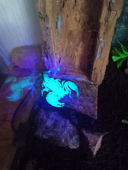 Чорнйы скорпион.