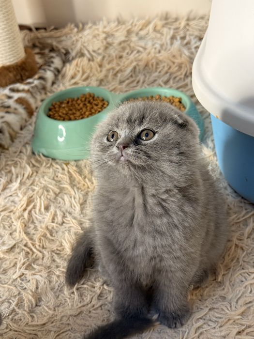 Премиум Котята на продажу