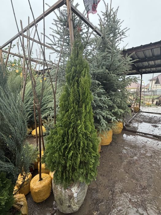 Туя Смарагд (Thuja Smaragd)
