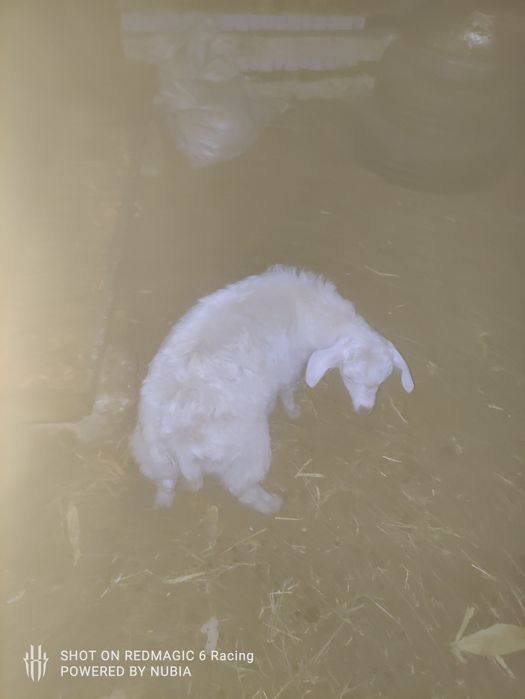 Продам козлёнок породистый