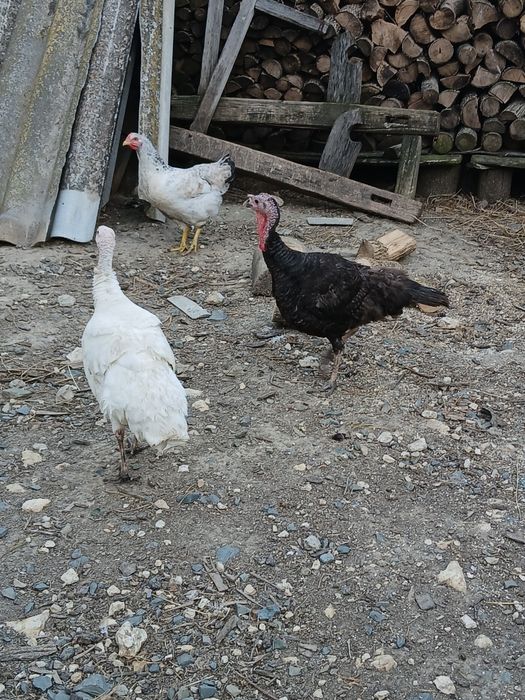 Vând doua curci de casă