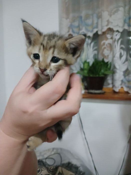 Котенок  девочка
