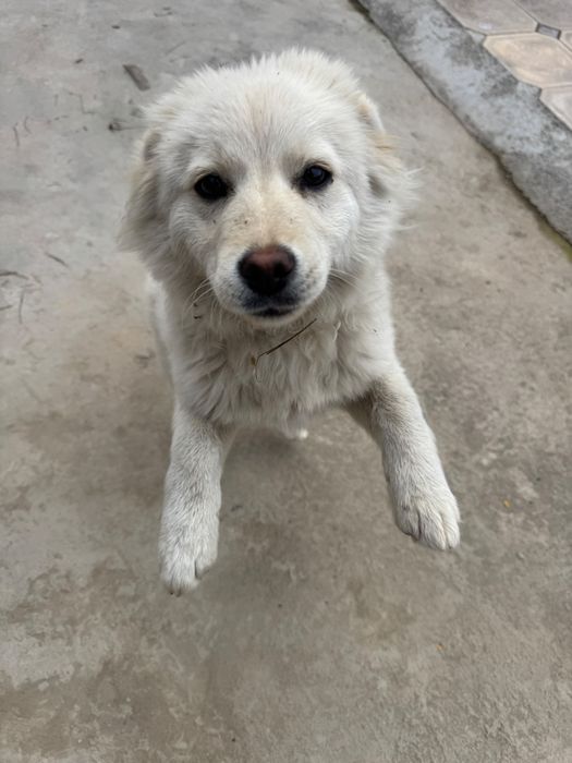 Щенок собака шымкент