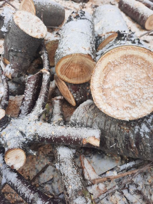 Карагач, вишня, слива