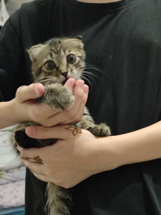 Котенок девочка скотиш фолд