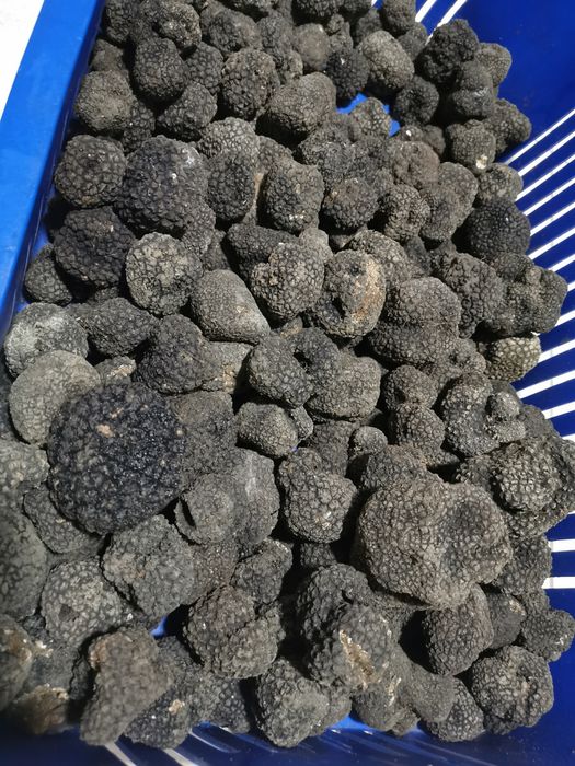 Trufe negre /Tartufi/Truffles