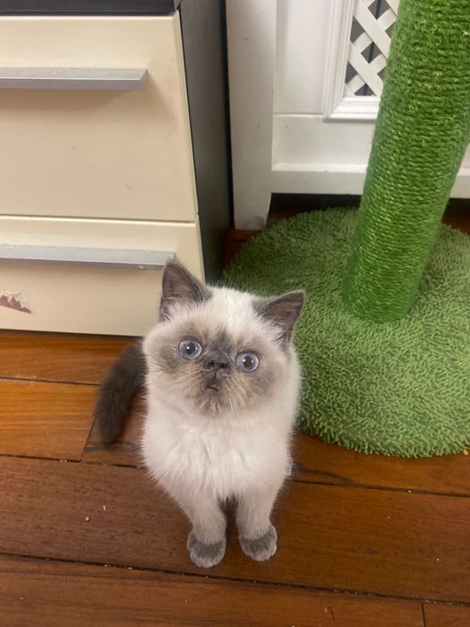 Отдам котика в хорошие руки