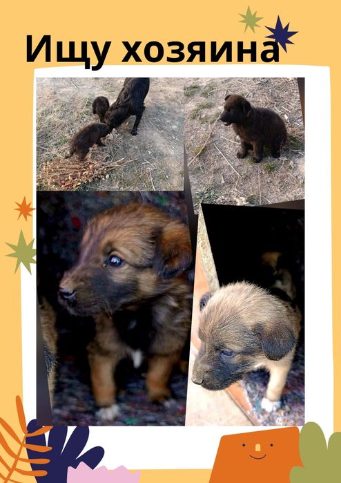 Щенки в добрые руки!