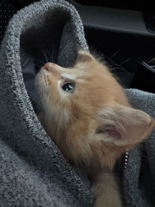 отдам котенка 1 месяц