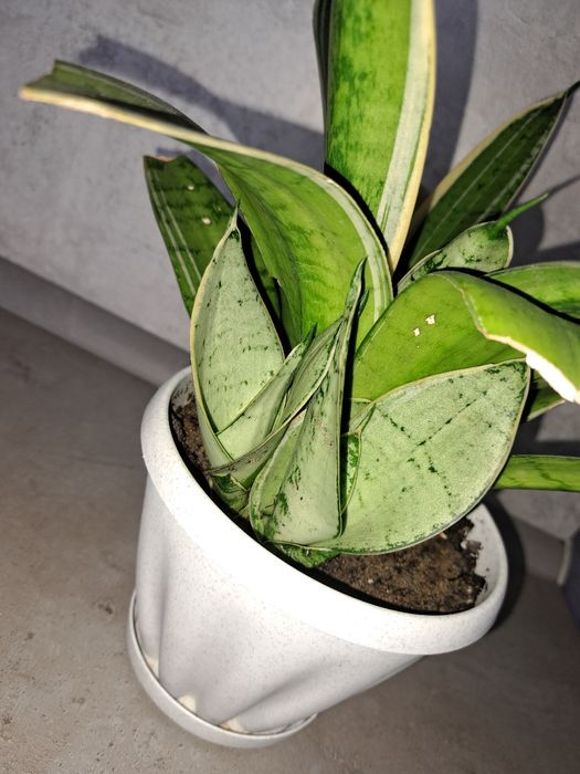 Продам Сансевиерию