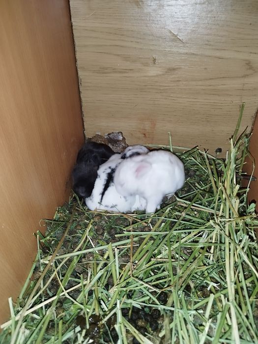 Кролики декоративные