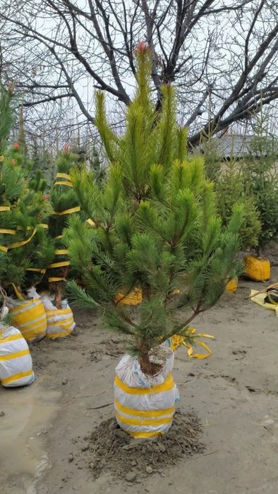 Archa ko'chat va daraxtlat