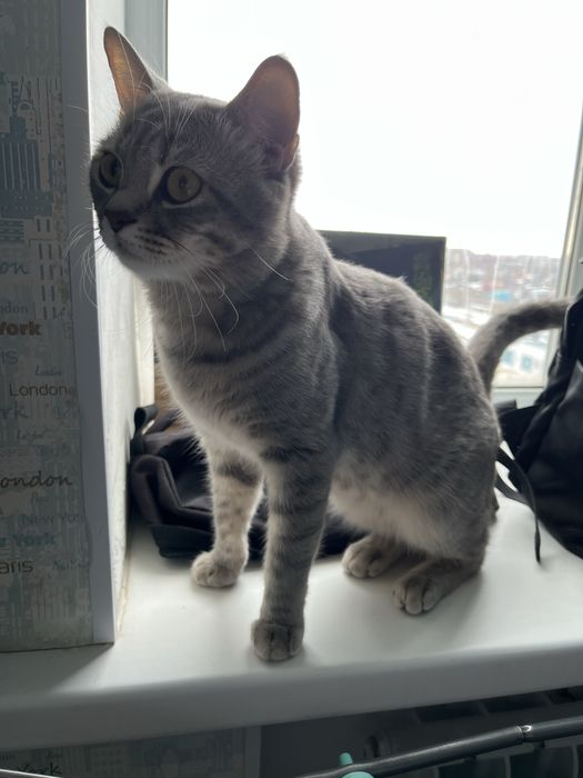 Продам кота домашний 2 года