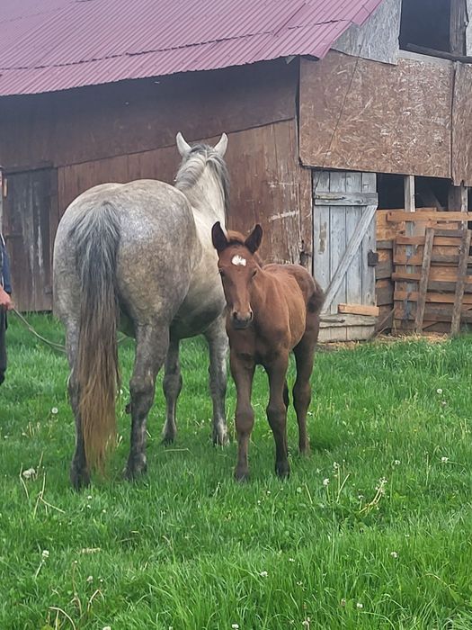 Da vânzare iapa de 8 ani cu mânza  de 1 luna iapa trăgacie buna se afla în Mediaș mai multe  detalii la 0749374656 nu răspund la mesaje