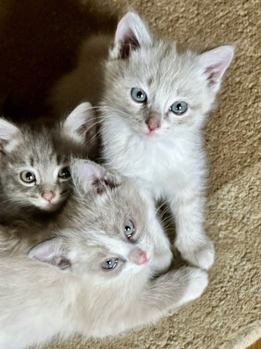 Продается котенок породистая