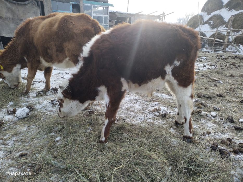 Продам телят бычки