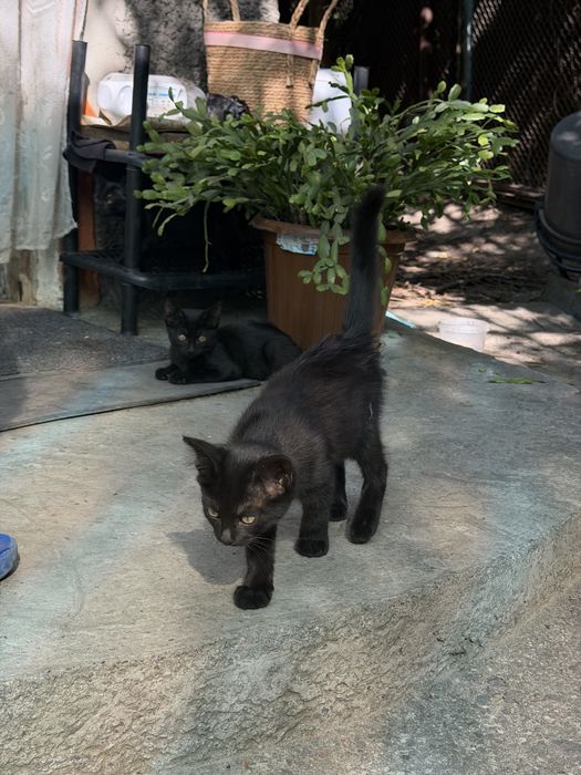 Отдам котят мышеловы