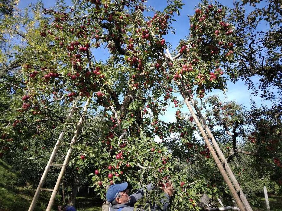 Vând teren, parte livadă-parte extravilan.