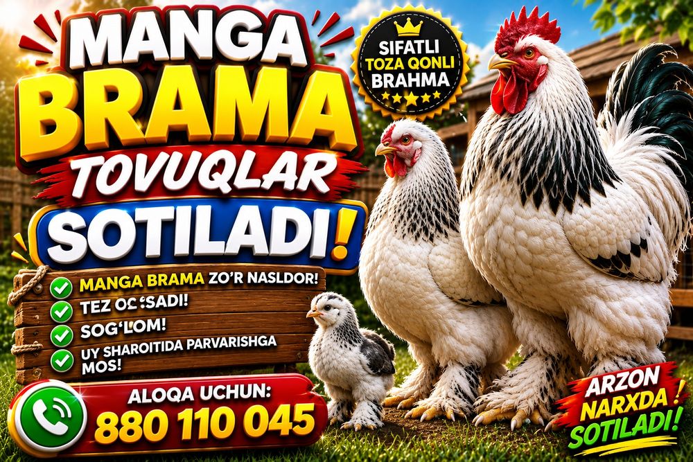 brama tovuqlar sotilad tuxumga krgan 7oylik