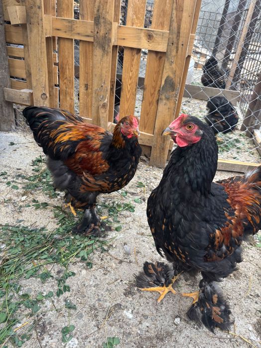 Cocos Brahma Gold de vânzare