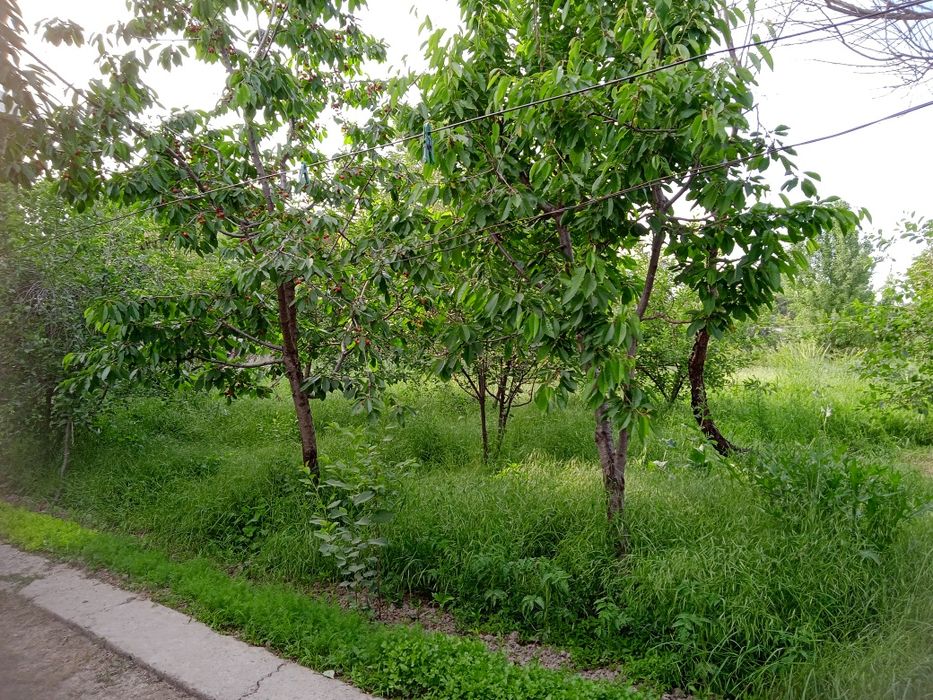 Quruq yer xonwa vremyanka ayvoni bn