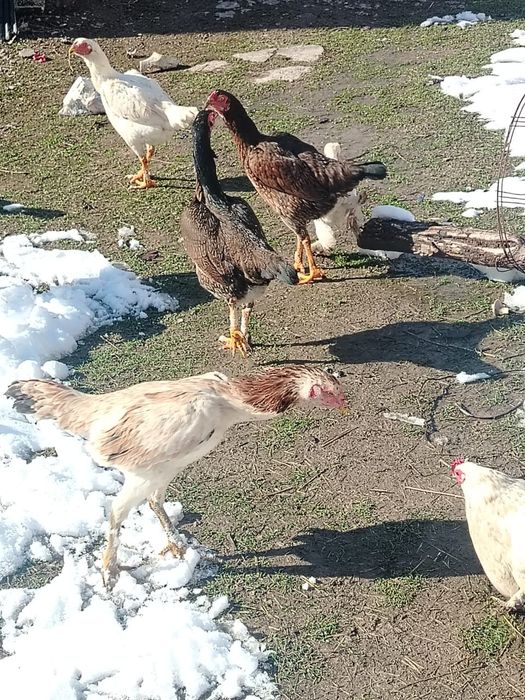 Дакан тауық қораз