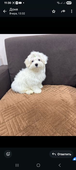 Красивые  щенки  мальтеза