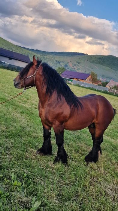 Armasar de vanzare