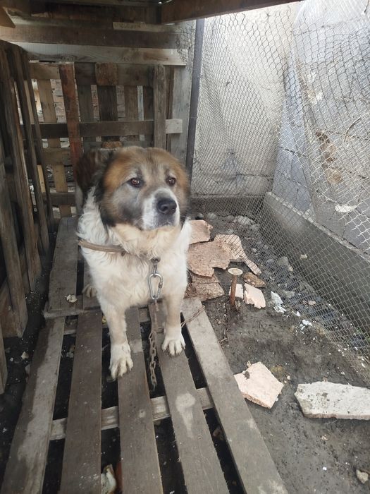 Продам 2вух алабаев