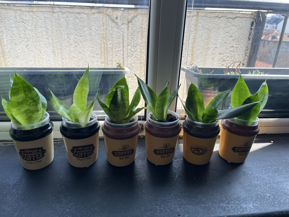 Сенсевиера с кашпа