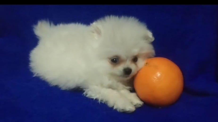 Шпиц щенки миники