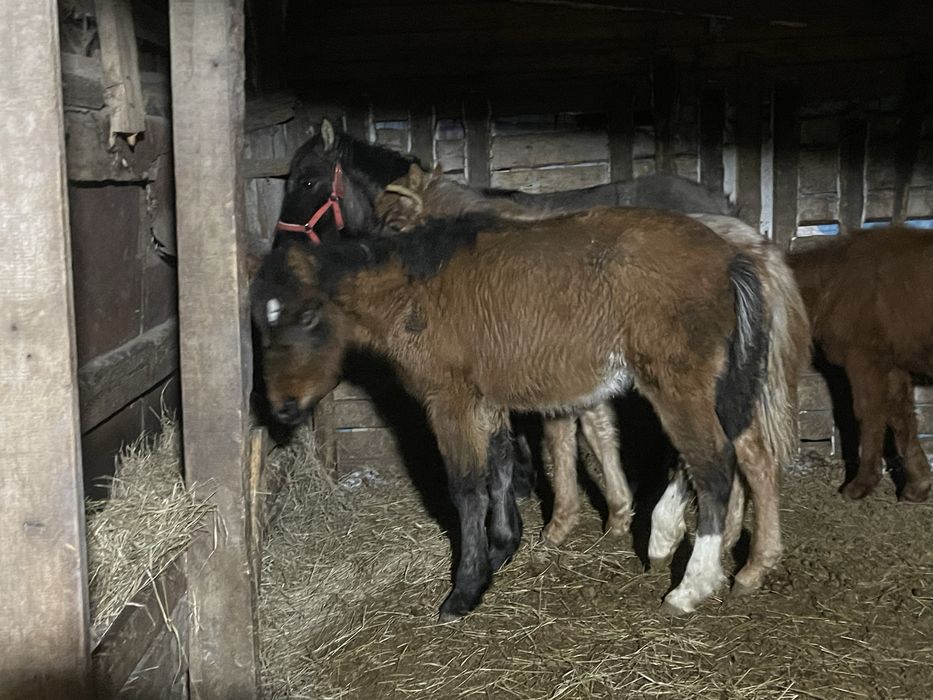 Жабағылар Сатылады