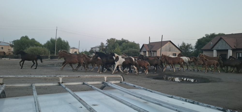 Продаю кобыл жеребцов и жеребят