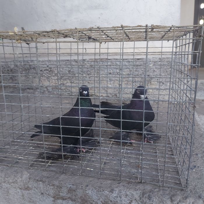 Жук пара лет с игрой сталбом