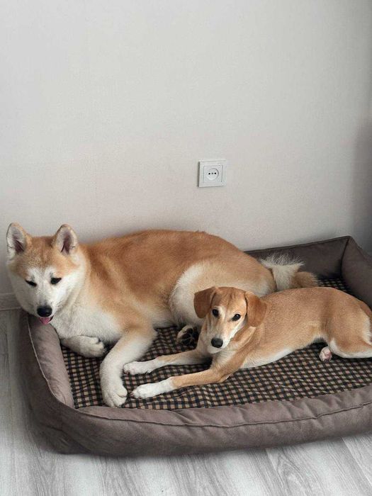 Лежанки для крупных собак  110 на 80 см .