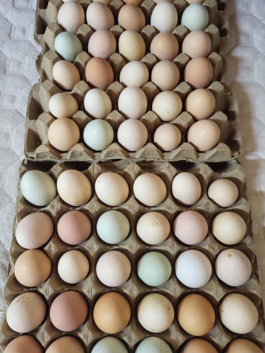 Инкубационные Яйца