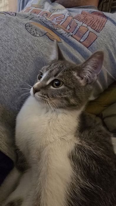 Отдам кошечку 2-3 месяца в добрые руки