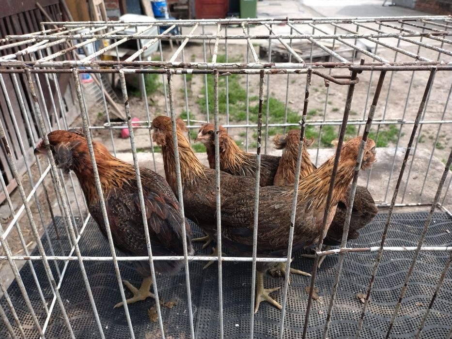 Vând găini araucana