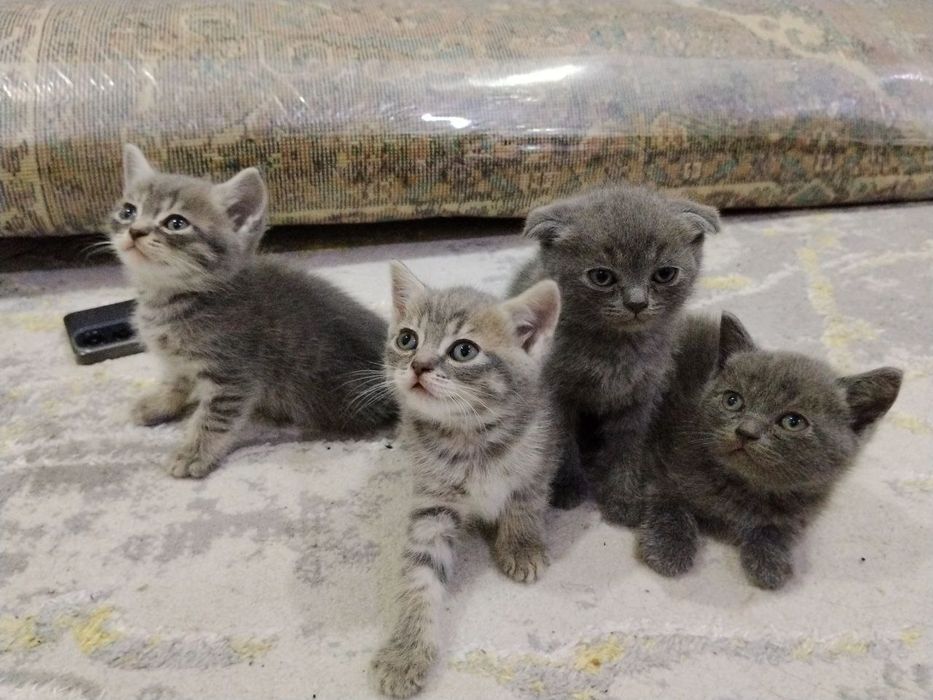 mushuk sotiladi scotish fold scotish strayt