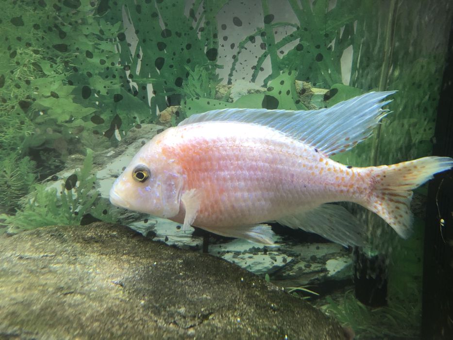 Pesti ciclide africane