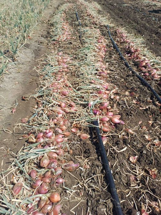 Ceapa rosie tropea rossa lunga
