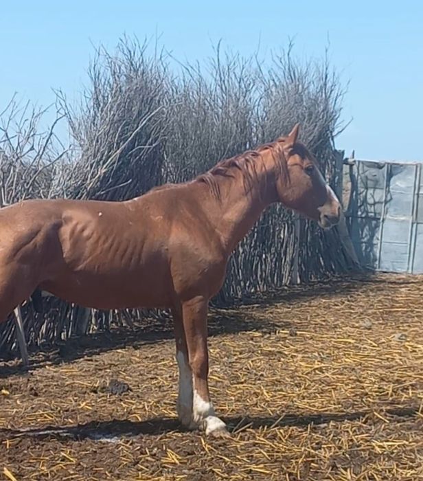 Үйірме Айғыр сатылады