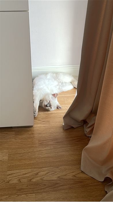 Продается котёнок
