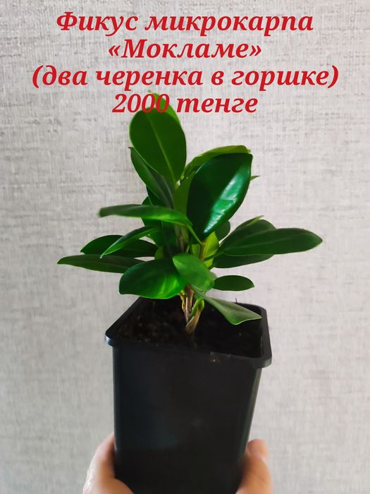 Продам комнатные цветы