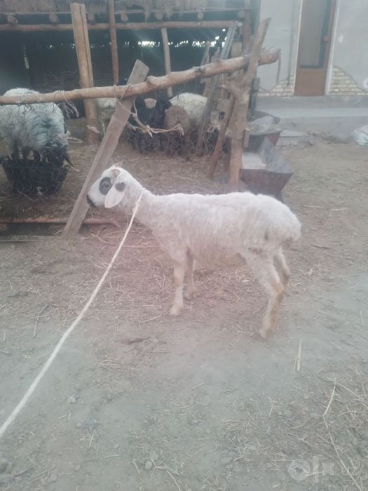 Duraga Moda barra sotiladi