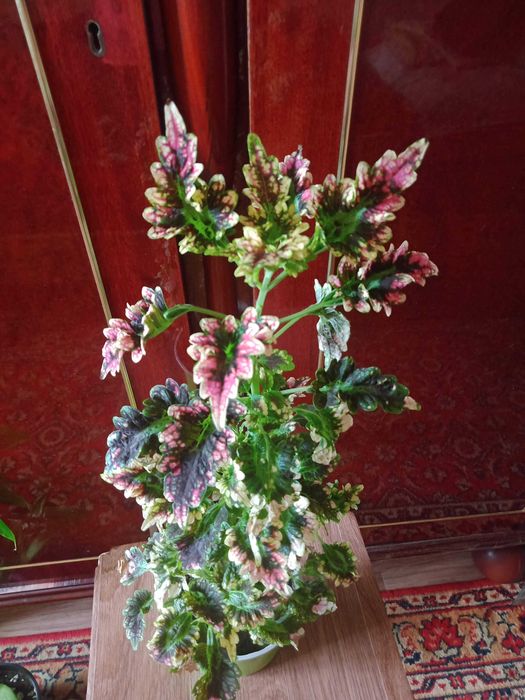 Колеус три вида  по 1000 тенге